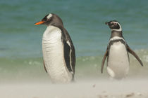 Falkland Islands, Bleaker Island by Danita Delimont