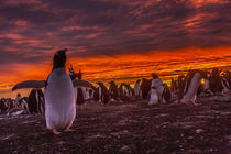 Falkland Islands, Sea Lion Island by Danita Delimont