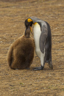 Falkland Islands, East Falkland, Volunteer Point von Danita Delimont