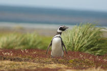 Falkland Islands, Sea Lion Island by Danita Delimont