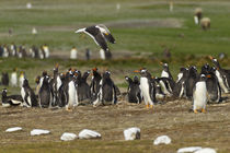 Falkland Islands, East Falkland, Volunteer Point von Danita Delimont