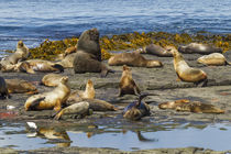 Falkland Islands, Bleaker Island von Danita Delimont