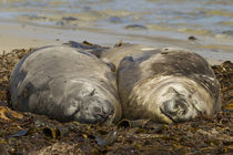 Falkland Islands, Carcass Island by Danita Delimont