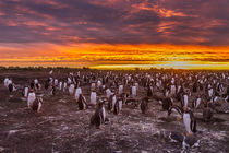 Falkland Islands, Sea Lion Island von Danita Delimont