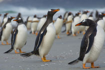 Saunders Island. Gentoo penguin walking on the beach. by Danita Delimont