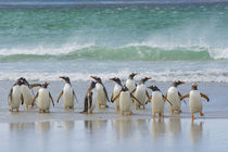 Saunders Island. Gentoo penguins coming out of the ocean. von Danita Delimont