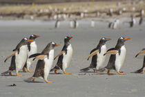 Saunders Island. A line of Gentoo penguins walking on the beach. by Danita Delimont