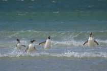 Saunders Island. Gentoo penguins in the water. von Danita Delimont