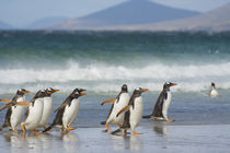 Saunders Island. Gentoo penguins coming out of the ocean. by Danita Delimont