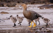 Falkland Islands, Upland Goose and chicks walking on a beach. by Danita Delimont
