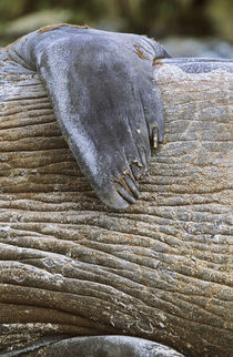 Southern Elephant Seal bull scratching body with fin, Falkla... von Danita Delimont