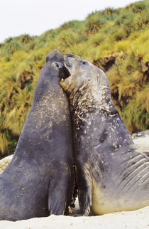Southern Elephant Seal bulls in mock fight in molting season... by Danita Delimont