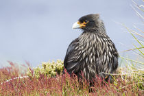 Striated Caracara, Falkland Islands by Danita Delimont