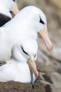 Black-browed Albatross,Falkland by Danita Delimont