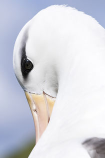 Black-browed Albatross,Falkland von Danita Delimont