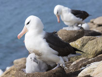 Black-browed Albatross,Falkland by Danita Delimont