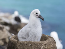 Black-browed Albatross,Falkland von Danita Delimont
