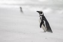 Magellanic Penguin, on beach by Danita Delimont