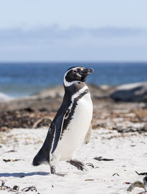 Magellanic Penguin, on beach by Danita Delimont