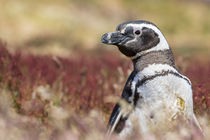 Magellanic Penguin, Falkland Islands von Danita Delimont