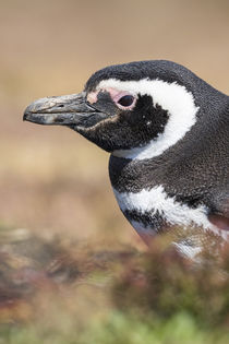 Magellanic Penguin, Falkland Islands by Danita Delimont