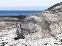 Southern elephant seal by Danita Delimont