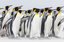 King Penguin, Falkland Islands by Danita Delimont
