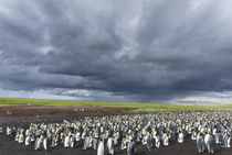 King Penguin, Falkland Islands von Danita Delimont