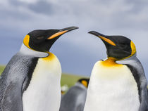 King Penguin, Falkland Islands by Danita Delimont