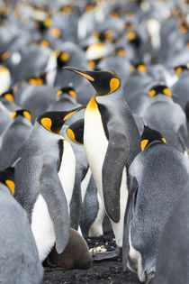King Penguin, Falkland Islands von Danita Delimont