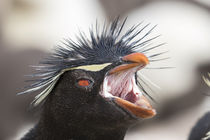 Rockhopper Penguin by Danita Delimont