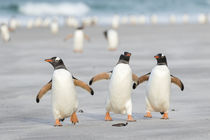 Gentoo Penguin, Falkland Islands by Danita Delimont
