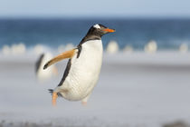 Gentoo Penguin, Falkland Islands von Danita Delimont