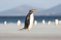 Gentoo Penguin, Falkland Islands von Danita Delimont