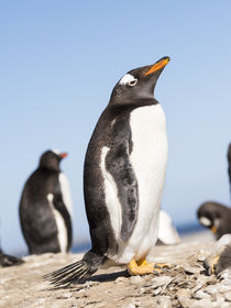 Gentoo Penguin, Falkland Islands by Danita Delimont