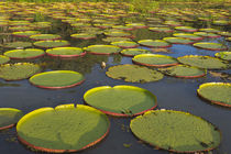 Victoria amazonica lily pads on Rupununi River, southern Guyana by Danita Delimont