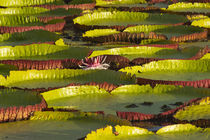 Victoria amazonica lily pads on Rupununi River, southern Guyana von Danita Delimont