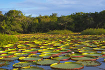 Victoria amazonica lily pads on Rupununi River, southern Guyana by Danita Delimont