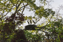 Storks with nest on a tree, North Rupununi, southern Guyana von Danita Delimont