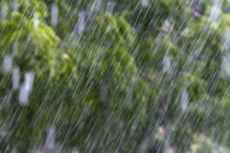 Rain in the forest, North Rupununi, southern Guyana by Danita Delimont
