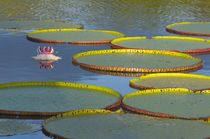 Victoria amazonica lily pads and flowers on Rupununi River, ... by Danita Delimont