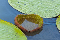 Victoria amazonica lily pads, new leaf, on Rupununi River, s... by Danita Delimont