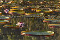 Victoria amazonica lily pads and flowers on Rupununi River, ... by Danita Delimont