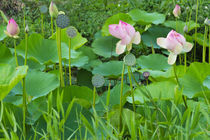 Lotus pond, Guyana by Danita Delimont