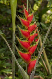 Central America, Honduras, Roatan, Carambola Botanical Garde... by Danita Delimont