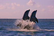 Dolphins leaping from sea, Roatan Island, Honduras von Danita Delimont