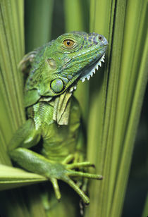 Green Iguana blending into the plants, Honduras von Danita Delimont