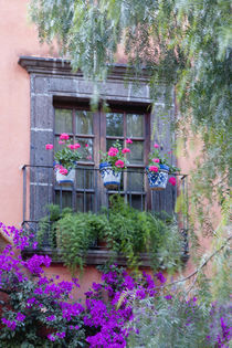 San Miguel de Allende, Window with geraniums and bougainvillea by Danita Delimont