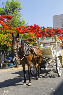Horse and carriage, Guadalajara, Jalisco, Mexico by Danita Delimont