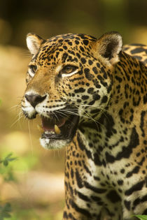 Mexico, Panthera onca, Jaguar portrait. von Danita Delimont